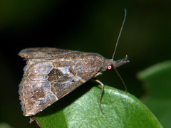 Hypena strigatus