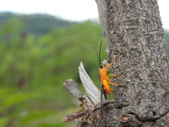 Hymenoptera