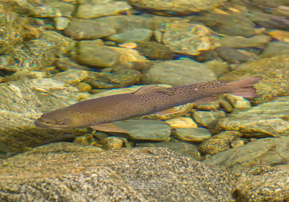 Lenok (Brachymystax lenok) — Salmonidae