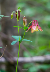 Aquilegia oxysepala