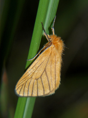Cropera phlebitis