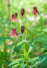 Aquilegia oxysepala