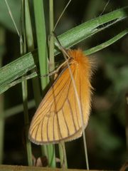 Cropera phlebitis