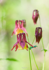 Aquilegia oxysepala