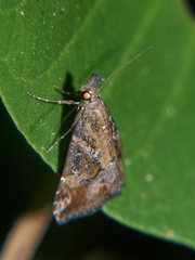 Hypena strigatus