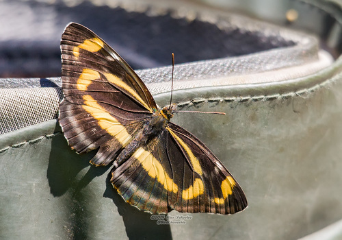 Neptis tshetverikovi