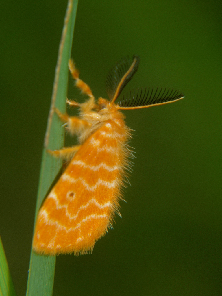 Leptaroa