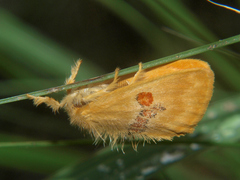 Euproctis sanguigutta