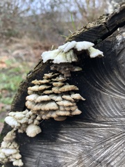 Schizophyllum commune