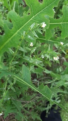 Lactuca serriola