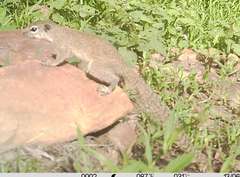 Heliosciurus gambianus