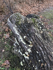 Schizophyllum commune