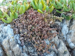 Crassula mataikona
