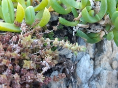 Crassula mataikona