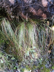 Schoenus pauciflorus