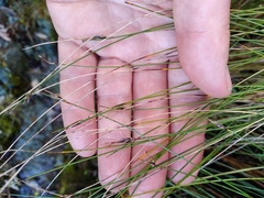Schoenus pauciflorus