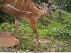 Tragelaphus scriptus