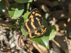 Symbrenthia lilaea formosanus