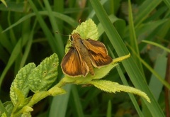 Polites vibex praeceps