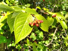 Cotoneaster bullatus