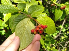 Cotoneaster bullatus