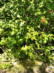 Cotoneaster bullatus