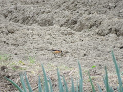 Lanius bucephalus bucephalus