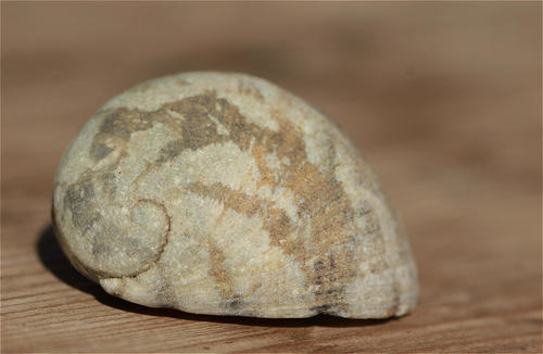 blotched nerite — seen at this dive site