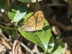 Symbrenthia lilaea formosanus