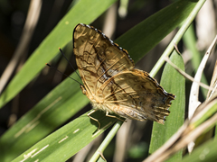 Symbrenthia lilaea formosanus
