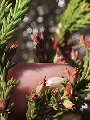 Erica caffrorum