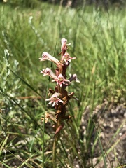 Satyrium cristatum cristatum