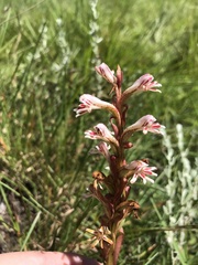 Satyrium cristatum cristatum