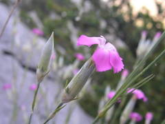 Dianthus subacaulis