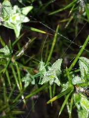 Odontura glabricauda