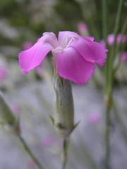 Dianthus subacaulis
