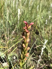 Disa brevicornis
