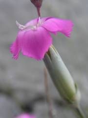 Dianthus subacaulis
