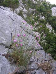 Dianthus subacaulis