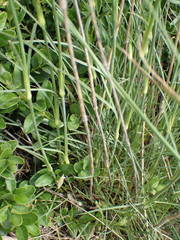 Dianthus subacaulis
