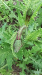 Papaver rhoeas