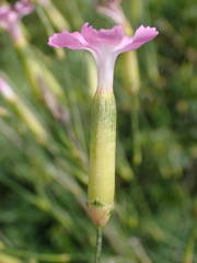 Dianthus subacaulis