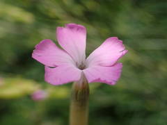 Dianthus subacaulis