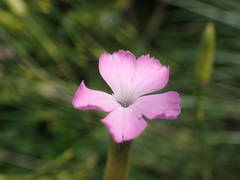 Dianthus subacaulis