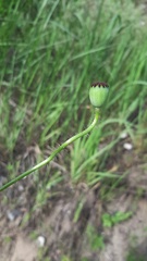 Papaver rhoeas