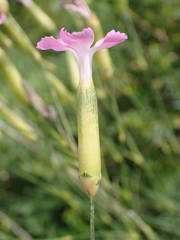 Dianthus subacaulis