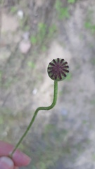 Papaver rhoeas