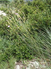 Dianthus subacaulis