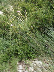 Dianthus subacaulis