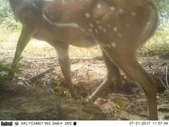 Tragelaphus scriptus